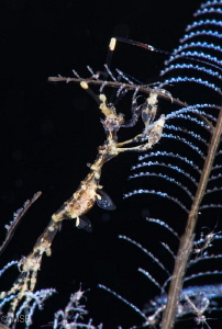Skeleton shrimp feeding. by Mehmet Salih Bilal 